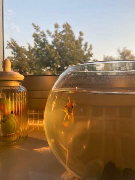 Pet Goldfish Aesthetic, Aesthetic Goldfish Tank, Goldfish Bowl Aesthetic, Goldfish Asethic, Goldfish Wallpaper Aesthetic, Goldfish Tank Aesthetic, Pet Fish Aesthetic, Gold Fish Aesthetic, Alyssacore Aesthetic