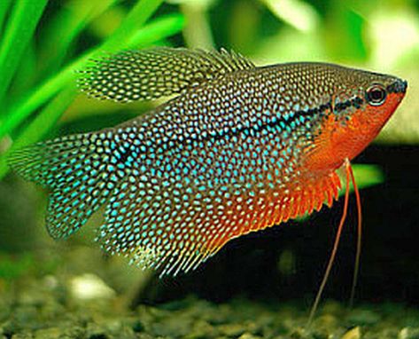 Pearl Gourami (Trichogaster leeri) Ikan Air Tawar, Tropical Fish Aquarium, Tropical Freshwater Fish, Fresh Water Fish Tank, Salt Water Fish, Freshwater Aquarium Fish, Cool Fish, Fish For Sale, Live Fish