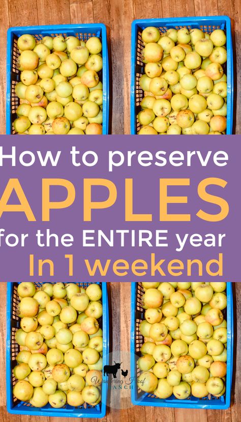 Preserve Apples, Preserving Apples, Survival Food Storage, Easy Canning, Home Canning Recipes, Canning Food Preservation, Canned Food Storage, Vegetable Storage, Apple Sauce