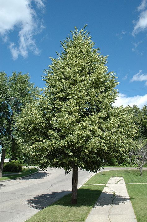 Click to close image; click and drag to move Tilia Cordata, Lakewood Colorado, Nursery Garden, Linden Tree, Street Trees, Fast Growing Trees, Garden Centre, Shade Trees, Deciduous Trees