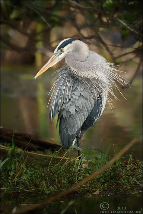 Tattoo Feather, Heron Art, Grey Heron, Trendy Tattoo, Great Blue Heron, Herons, Shorebirds, Airbrush Art, Nature Birds