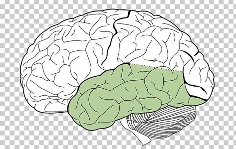 Lobes Of Brain, Lobes Of The Brain And Function, Lobes Of The Brain, Parietal Lobe, Brain Labeled Diagram, Cerebrovascular Disease, Limbic Brain, Occipital Lobe, Cerebral Cortex