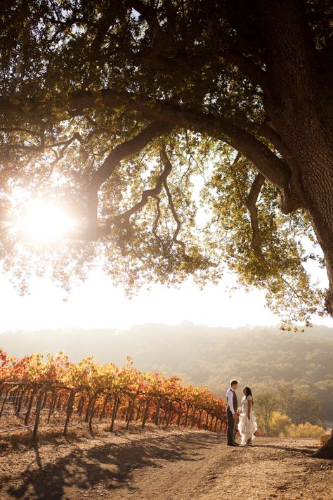 Rustic & Vintage Fall Wedding at HammerSky Vineyards. A fall vineyard wedding Vineyard Engagement Photos, Vintage Fall Wedding, Fall Vineyard, Winery Wedding Photos, California Wedding Venues, Vintage Fall, Best Wedding Venues, Winery Weddings, Vineyard Wedding