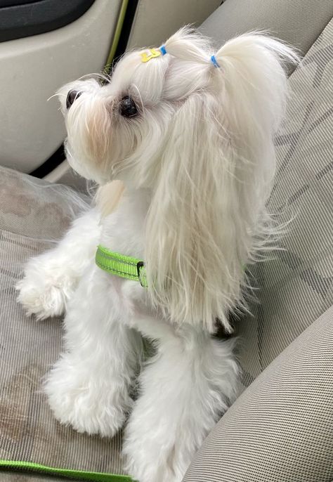 Maltese Dogs Full Grown, Maltese Grooming Styles, Maltese Haircut Hairstyles, Malshi Haircuts, Maltese Hairstyles, Maltipoo Haircut Styles, Grooming Maltese, Dogs Haircut, Dogs Full Grown