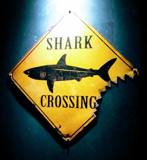 Shark Bathroom, Shark Bedroom, Shark Room, Deco Surf, Shark Boy, Shark Decor, Shark Pictures, Ocean Room, Shark Art