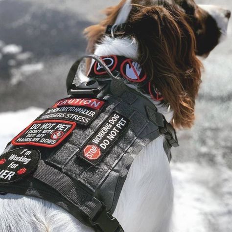 Tactical Dog Gear, Psychiatric Service Dog, Service Dog Patches, Service Dogs Gear, Service Dog Training, Training Dogs, Service Dog Vests, Dog Vests, Dog Patch