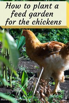 Keep Chickens Out Of Garden, Golden Comet Chicken, Plants For Chickens, How To Keep Chickens, Urban Chicken Farming, Raising Farm Animals, Backyard Chicken Coop Plans, Chicken Feeders, Backyard Chicken Farming