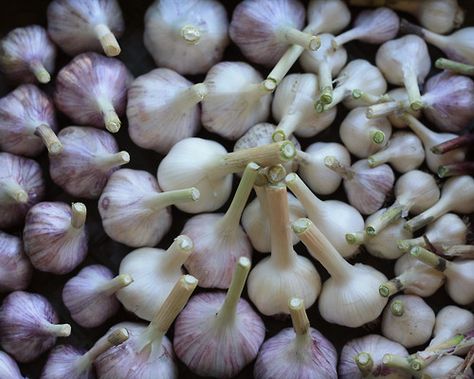 MUST TRY! Swarms of Mosquitoes on my patio led me to an old home remedy - Did you know that chopped up garlic makes mosquitoes disappear? I buy minced, dried garlic at local Fiesta grocery stores and sprinkle it around on my patio. I have to stand back as I am using it - mosquitoes will literally swarm out of your plants and bushes to get away from the smell. Works like a charm!! Going to try this next year. Dried Garlic, Living Pool, Patio Pergola, Old Home, Grocery Stores, Back To Nature, Lawn And Garden, Outdoor Fun, Household Hacks