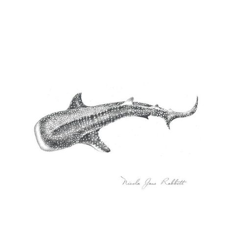 Ocean Animal Tattoos, Whale Shark Drawing, Whale Shark Art, Ocean Life Tattoos, Trout Tattoo, Whale Shark Tattoo, Hai Tattoo, Marine Tattoo, Tattoo Artist Tattoo