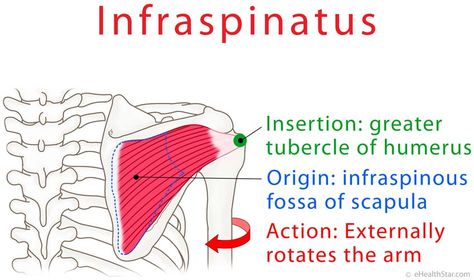 Infraspinatus Muscle, Muscular System Anatomy, Massage Therapy School, Muscles Anatomy, Shoulder Anatomy, Human Muscle Anatomy, Muscle System, Remedial Massage, Home Massage