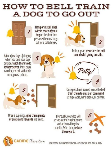 Methods for training your dog to identify and interact with their toys. Bell Training Puppy Tips, Dog Door Bell, Training A Dog, Dog Infographic, Train Dogs, Dog Training Tools, Train A Dog, Puppies Tips, Training Dogs