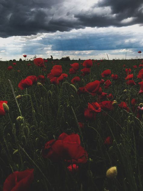 Red Poppies Aesthetic, Poppycore Aesthetic, Landscape Wallpaper Aesthetic, Poppy Core, Poppies Aesthetic, Poppy Aesthetic, Poppy Landscape, Poppy Wallpaper, Flanders Field