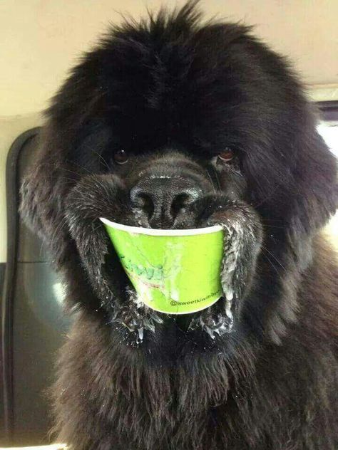 Ice creeaamm !!! Top 10 Dog Breeds, Newfoundland Puppies, Funny Facebook, Terra Nova, Love My Dog, Newfoundland Dog, Funny Animal Memes, Funny Animal Pictures, Dog Memes