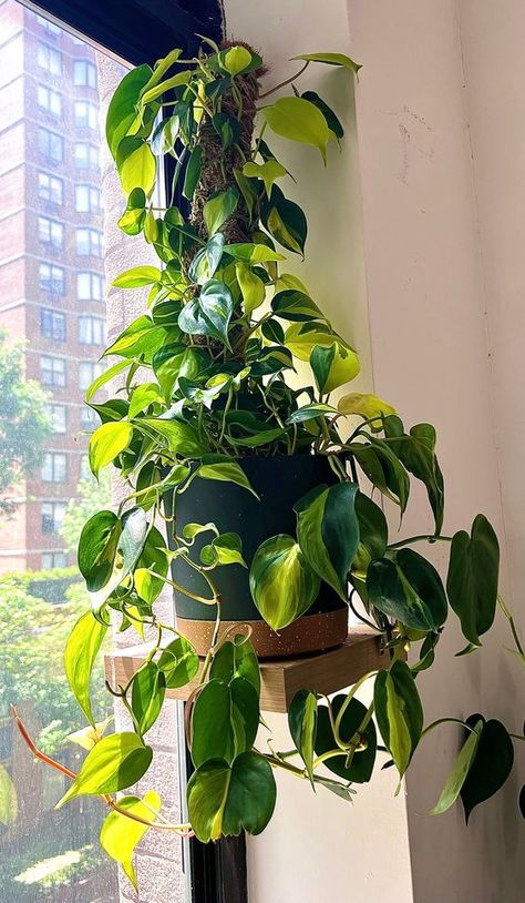 Philodendron Heartleaf, Spilled Flower Pot Ideas, Spilled Flower Pot, Large Houseplants, N’joy Pothos, Heartleaf Philodendron, Philodendron Brasil, Flower Pot Ideas, Plant Care Houseplant