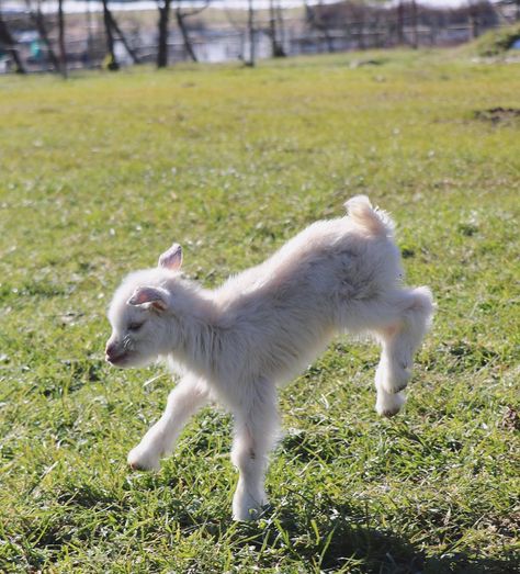 Goats Photography, Goat Reference, Lamb Jumping, Goats Jumping, Goats Playing, Sheep Reference, Goat Jumping, Jumping Goat, Goat Photo