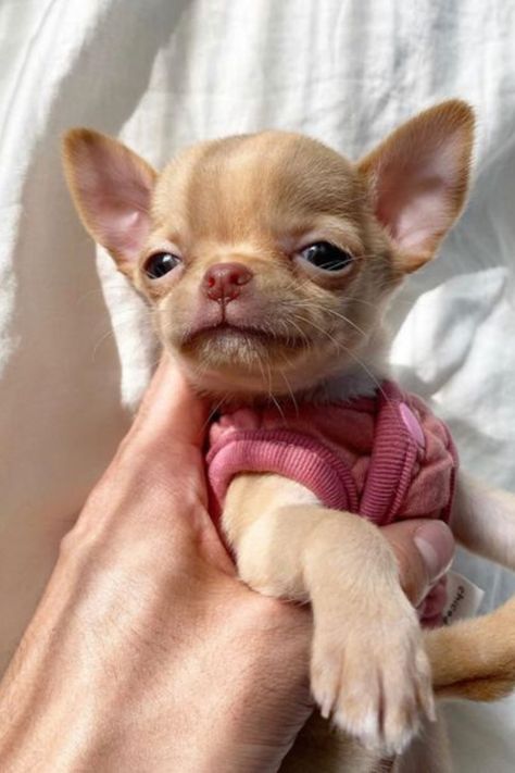 Chiwawa Dog, Chihuahua Teacup, Miniature Chihuahua, Psy Chihuahua, Teacup Chihuahua Puppies, Baby Chihuahua, Toy Dog Breeds, Chihuahua Funny, Chihuahua Puppy