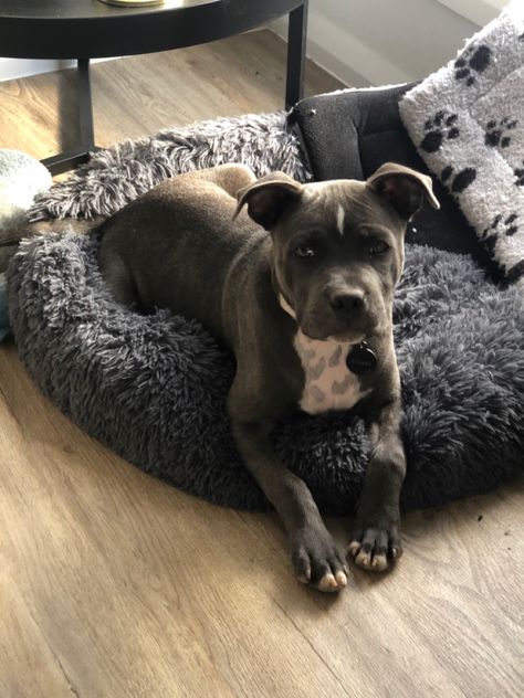 Staffordshire Bull Terrier Aesthetic, Grey Staffy, Staffie Puppies, Staffordshire Terrier Puppy, Puppy Aesthetic, Blue Staffy, Staffy Dog, American Staffordshire Terrier, Staffordshire Bull Terrier