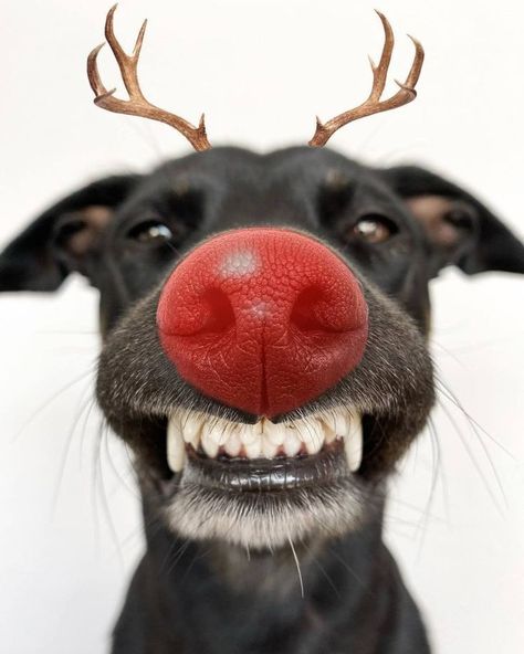 Pet Christmas Pictures, Dog Christmas Photos, Animal Noses, Dog Photoshoot, Dog Nose, Dog Selfie, Dog Photograph, Dog Rules, Dog Holiday