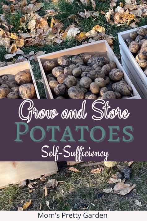 Freshly harvested potatoes in wooden baskets on the grass How To Preserve Potatoes From The Garden, When Do You Harvest Potatoes, Plant Potatoes In The Ground, When To Harvest Potatoes, When Are Potatoes Ready To Harvest, Fresh Potato, How To Store Potatoes, Pretty Garden, Organic Fertilizer