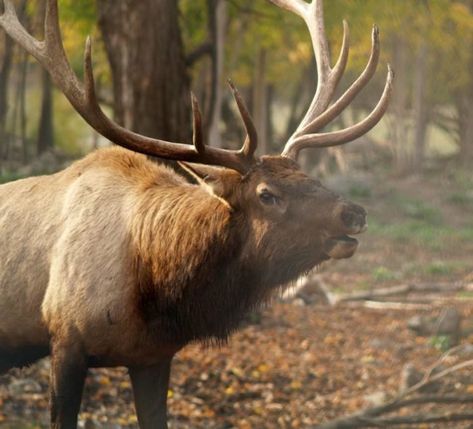 In the fall, listen for bugling sounds from male elk seeking to establish dominance. During autumn and winter, you’ll also notice the creatures’ impressive antlers. Michigan Nature, Cades Cove Tennessee, Tennessee Vacation, Elk Hunting, Cades Cove, Gatlinburg Tn, Wild Forest, Outdoor Climbing, Alaska Cruise