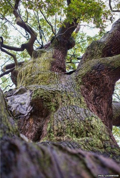 Trunk of Major Oak Oak Forest Aesthetic, Tree Climbing Aesthetic, Climbing Trees Aesthetic, Oak Tree Aesthetic, English Oak Tree, Sheriff Of Nottingham, Crimson Rivers, Robin Hoods, Weird Trees