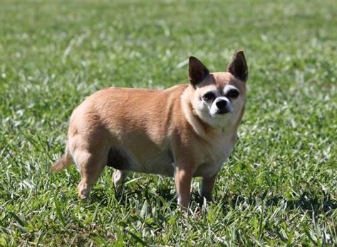 fat dog Fat Chihuahua, Dogs With Big Eyes, Fat Puppies, Chubby Puppies, Fat Dog, Old Fat, Fat Dogs, Chihuahua Puppies, Silly Animals