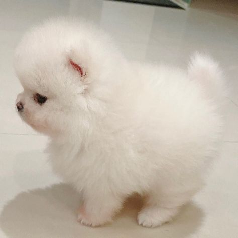 Pomeranian Puppies For Sale | Fort Lauderdale, FL #380713 Pomeranian Puppies For Sale, Pomeranian Puppy For Sale, Pomeranian Puppies, Fort Lauderdale Florida, Pomeranian Puppy, Puppy For Sale, Male And Female, Fort Lauderdale, Puppies For Sale