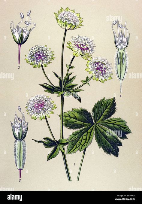 Astrantia Flower, Astrantia Major, Visual Library, Poisonous Plants, Matte Painting, Botanical Drawings, Plant Illustration, Old Book, Fashion Painting