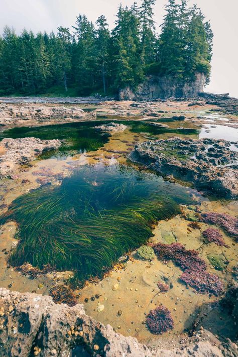 Magnificent Tidal Pools Botanical Beach - BestEver.Guide Botanical Beach Vancouver Island, Travel Vancouver Island, Travel Vancouver, Underwater Kingdom, Pool Stuff, Botany Bay, Tidal Pool, Tide Pool, Dangerous Animals