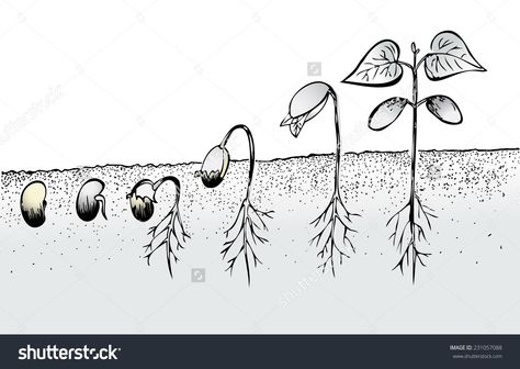 Seed growth Seed Germination For Kids, Seed Illustration, Cycle Drawing, Plants Worksheets, Seed Dispersal, Plant Structure, Wood Burn Designs, Bean Plant, Seed Packaging