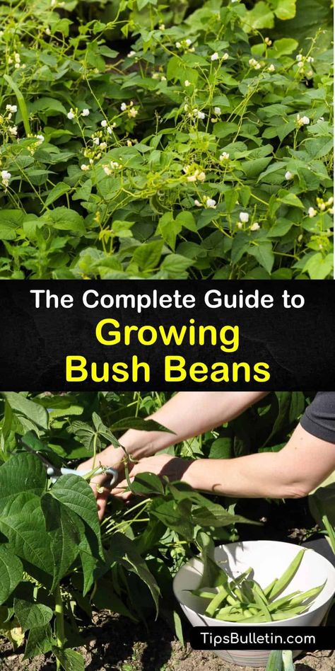 Planting Green Beans, Growing Bush Beans, Bean Growing, Bean Trellis, Bean Garden, Growing Beans, Snap Beans, Bush Garden, Bean Varieties