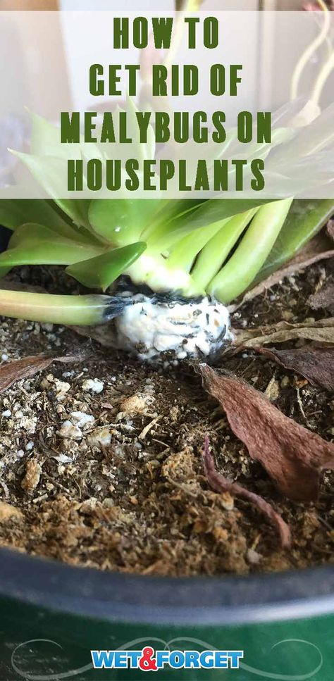 Ask Wet & Forget How to Get Rid of Mealybugs on Houseplants | Ask Wet & Forget Houseplant Pests, Fungus Gnats, Plant Bugs, Mealy Bugs, Plant Pests, Spider Mites, Natural Pest Control, Garden Pest Control, Better Homes And Garden