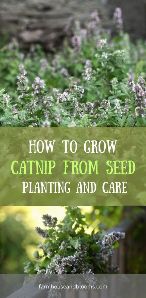 two pictures of catnip flowers How To Grow Catnip, Grow Catnip, Growing Catnip, Nepeta Cataria, Catnip Plant, Best Herbs To Grow, Starting Seeds Indoors, Aromatic Plant, Perennial Herbs