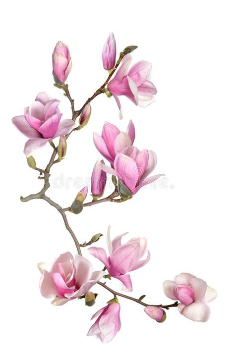 Japanese Magnolia Tree, Alishan Taiwan, Taiwan Image, Japanese Magnolia, Magnolia Tattoo, Painting Flowers Tutorial, Flower Stock, Flower Painting Canvas, Magnolia Trees