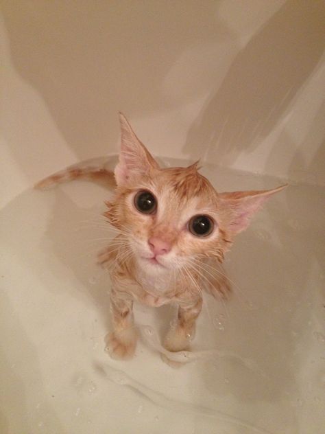 Kitty cat In a bath Cats After Bath, Life Or Bath For Dry Cat, Wet Cat Reaction Pic, Cat In Bath, Kitten Set Up Ideas, Cat In Water, Kitten Formula, Kitten Costumes, Cat Bath