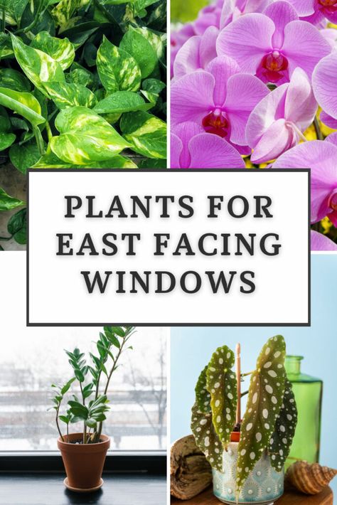 East Window House Plants, South Facing Window Plants, North Window Indoor Plants, Best Plants For East Facing Window, Plants South Facing Window, Goldfish Plant, Jade Plant Care, African Violet Care, Philodendron Care