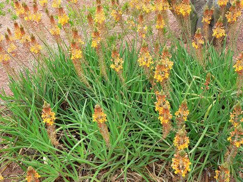 Bulbine Frutescens, Growing Aloe Vera, Full Sun Perennials, Backyard Plants, Plant Catalogs, Aloe Vera Plant, Jaune Orange, Drought Tolerant Plants, Solar Garden