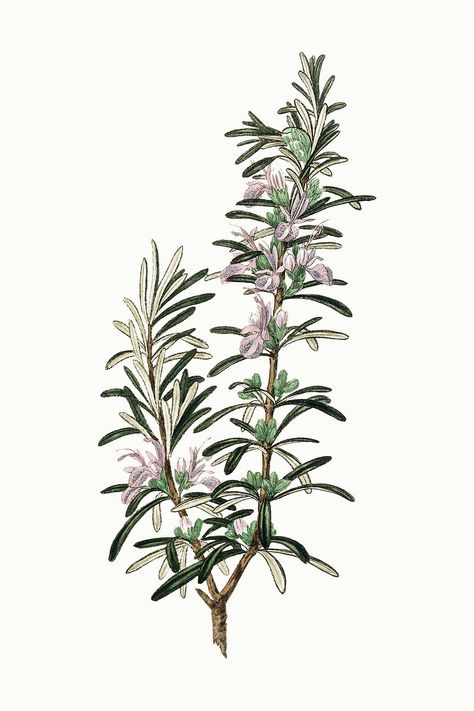 Botanical rosemary vintage plant illustration | free image by rawpixel.com / nook Rosemary Illustration, Rosemary Flower, Illustration Botanique Vintage, Herbs Illustration, Rosemary Plant, Botanical Illustration Vintage, Rosemary Sprigs, Illustration Botanique, Vintage Botanical Prints