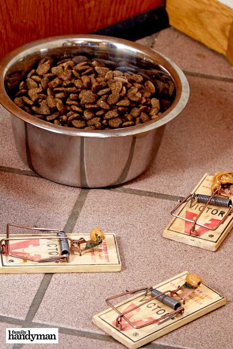 The Best Ways to Trap Mice Best Bait For Mouse Trap, Best Mouse Trap Bait, Peanut Butter Mouse, Mouse Trap Diy, Best Mouse Trap, Catch A Mouse, Catching Mice, Hobby Farming, Getting Rid Of Mice