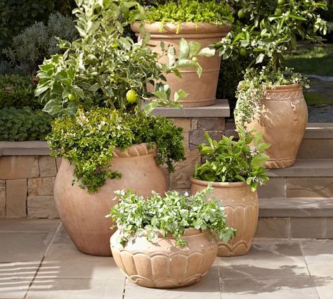 Umbria Planters | Pottery Barn Tuscan Garden, Container Gardening Flowers, Vintage Garden Decor, Italian Garden, Have Inspiration, Garden Containers, Mediterranean Garden, Front Yard Garden, Garden Cottage