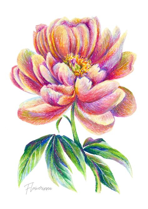 By Flowerinna Flower Pencil Color Drawing, Flower Drawing Color, Pencil Flowers, Peony Oil, Hatch Drawing, Orange Peony, Pencil Colours, Peony Drawing, Color Pencil Illustration