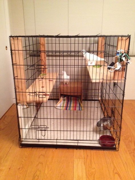 Extra large dog crate as indoor pigeon cage Bunny Hutches, Bird Cage Ideas, Small Dog Cage, Indoor Bunny, Extra Large Dog Crate, Pigeon Cage, Fluffy Bunnies, Pet Pigeon, Bunny Ideas