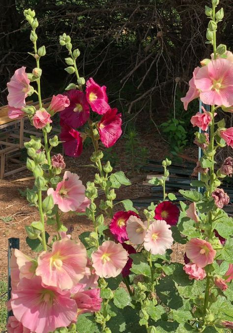 Hollyhocks Aesthetic, Hollyhock Aesthetic, Hollyhocks Garden, Hollyhock Flowers, Holly Hocks, Hollyhock Flower, Hollyhocks Flowers, Tall Flowers, Nothing But Flowers