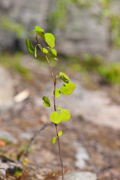 Wild Gardening, Colorado Garden, Tree Seedlings, Aspen Tree, When To Plant, Garden Veggies, Garden Route, Aspen Trees, Tomato Garden