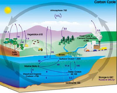 Cycle of Carbon, Nitrogen, Oxygen and Hydrogen Nitrogen Cycle, Matter Worksheets, Carbon Sink, Carbon Cycle, Environmental Engineering, Water Cycle, Mandala Tattoo Design, Human Activity, Scientific Method