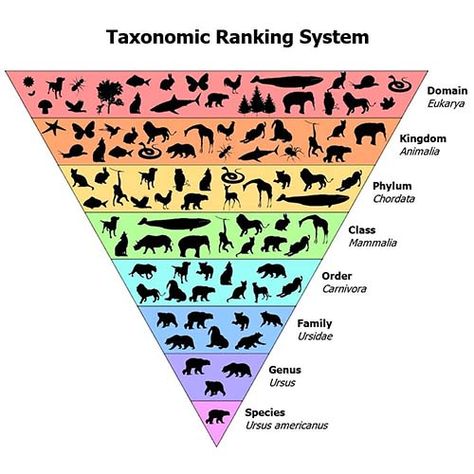 How to teach classification with simple stuff : Fizzics Education Plant And Animal Classification, Taxonomy Biology Notes, Animal Taxonomy, Taxonomy Classification, Taxonomy Biology, Plant Taxonomy, Taxonomic Classification, Animal Management, Ged Study