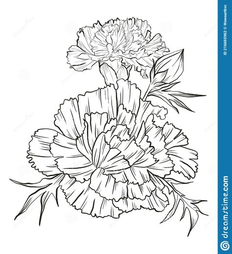 Carnation Flower Stencil, Carnation Flower Drawings, Carnation Outline, Carnation Sketch, Carnation Tattoo Outline, Carnation Flower Drawing, Carnation Flower Tattoo Design, Carnation Tattoo Design, Carnation Drawing