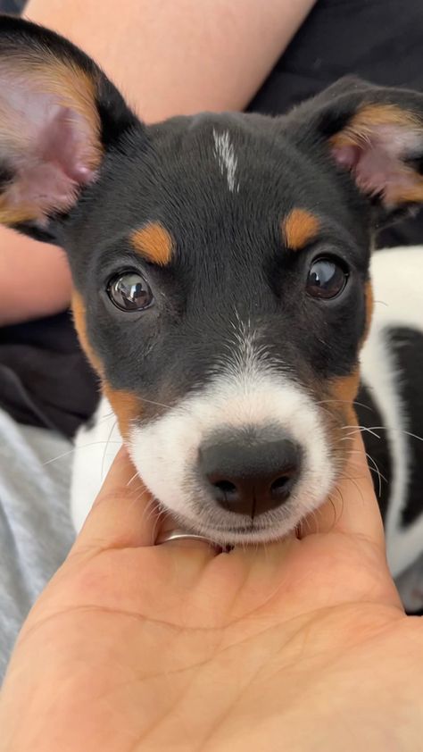 Jack Russell Terrier Black And White, Jack Russell Terrier Aesthetic, Russell Aesthetic, Toy Fox Terrier Puppies, Parson Terrier, Chien Jack Russel, Fox Terrier Puppy, Rat Terrier Dogs, Jack Russell Terrier Puppies