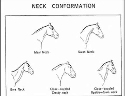 We all know what an ideal neck looks like… Just think of Valegro and his delicate arching neck.    But necks can be long, short, upside down, ewe, swan, and upright. Sometimes poor … Horse Confirmation, Horse Judging, Equine Vet, Equine Science, Horse Conformation, Equine Anatomy, Equine Massage, Horse Hacks, Drawing Horses