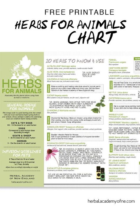 Natural remedies and tips for using Herbs for Animals - free chart Animals Chart, Herbs Recipes, Pet Remedies, Herbal Academy, Dog Remedies, Free Chart, Dog Nutrition, Diy Recipes, Pet Hacks